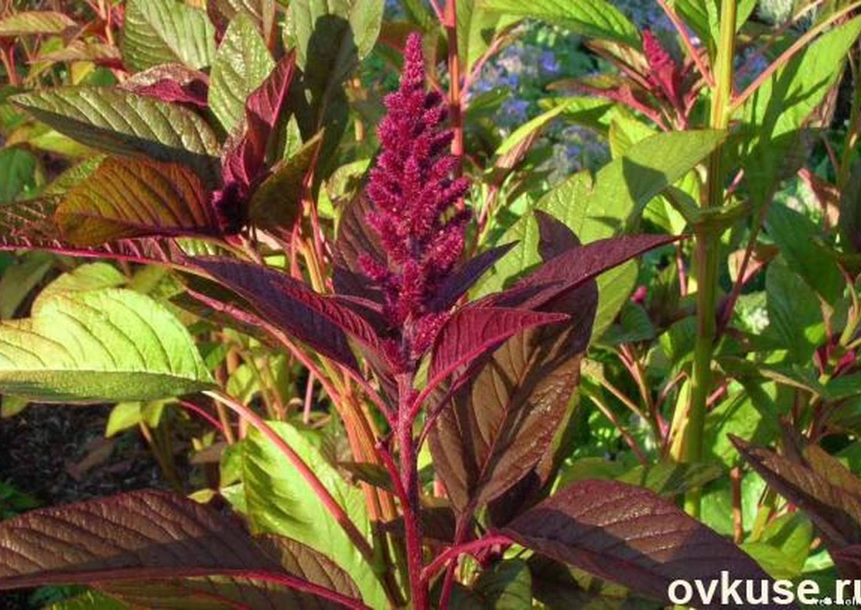 Амарант "Чергинский"