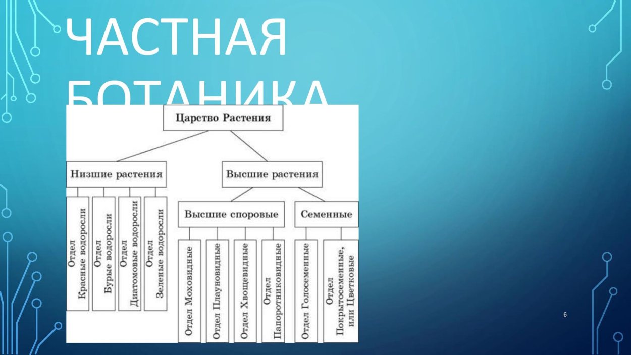 Вайя папоротник орляк