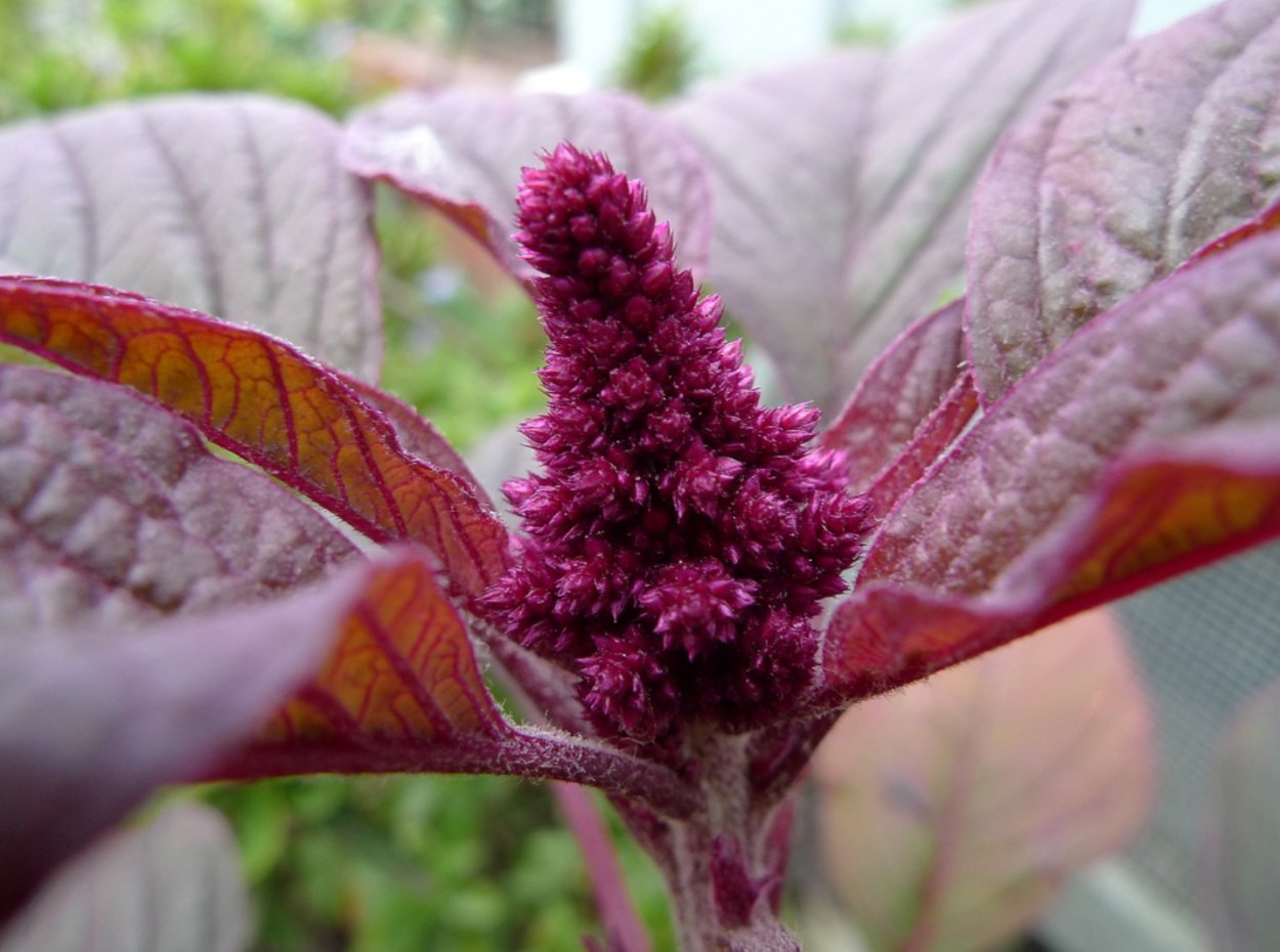 Амарант растение