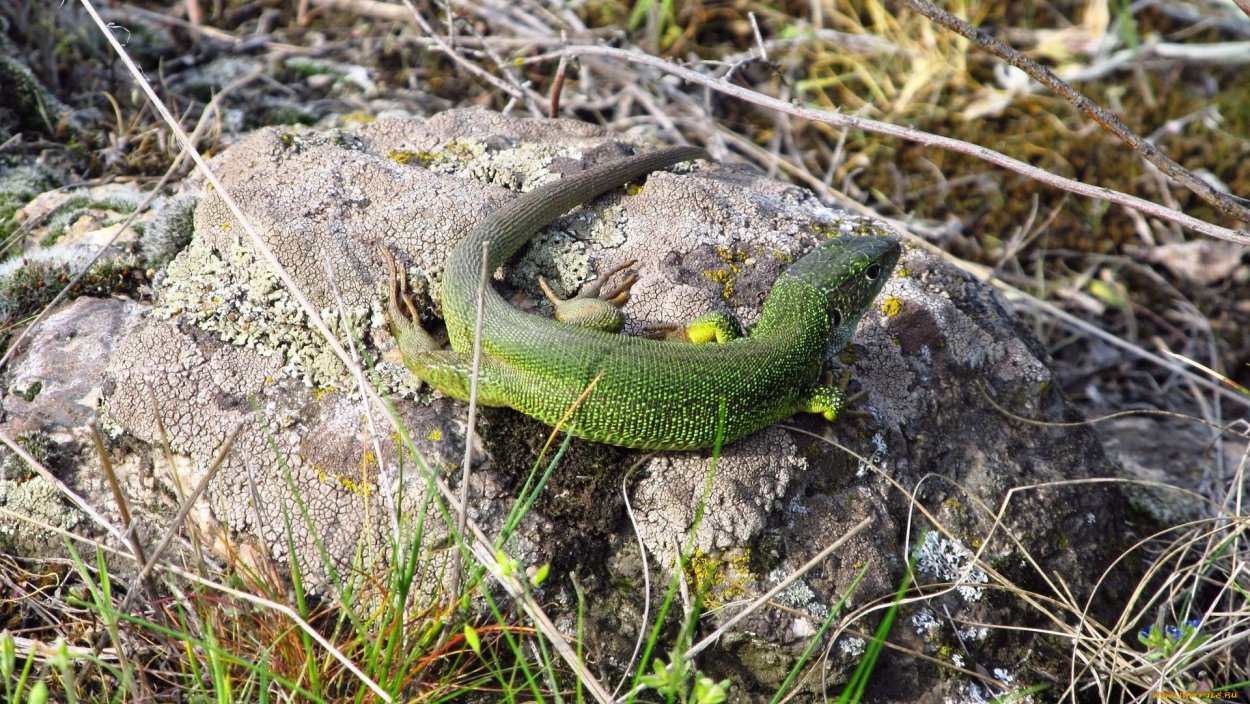 Травяная ящерица
