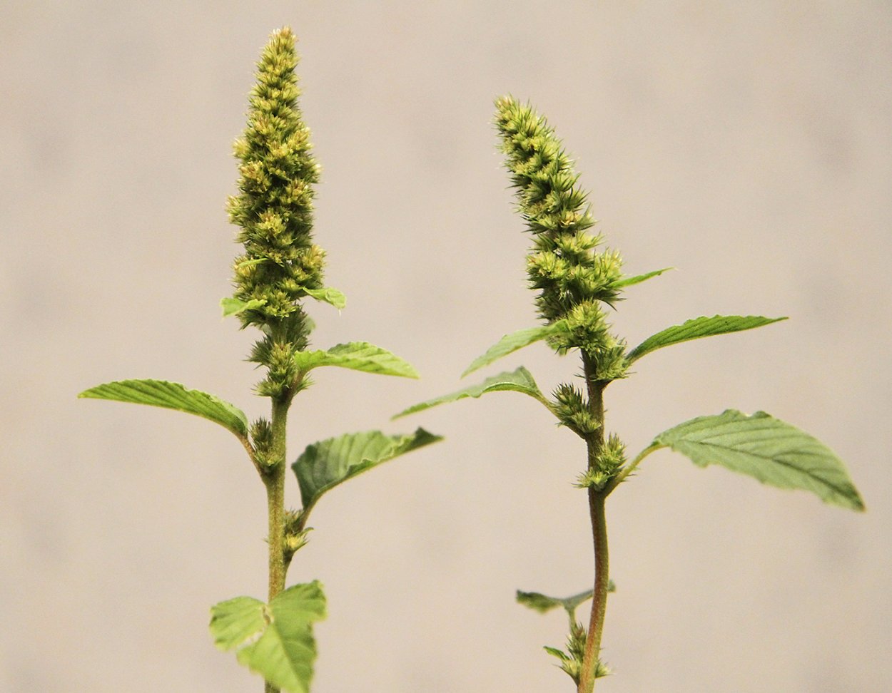 Щирица запрокинутая Amaranthus retroflexus