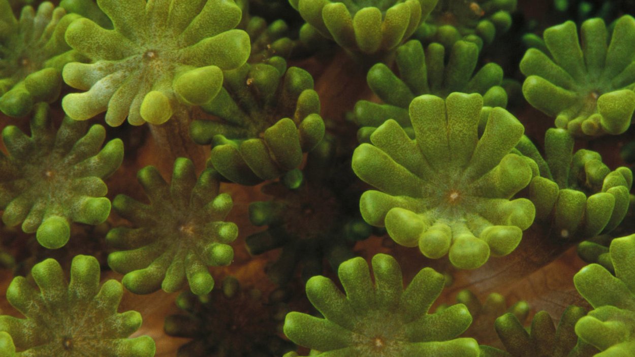 Водоросли для детей