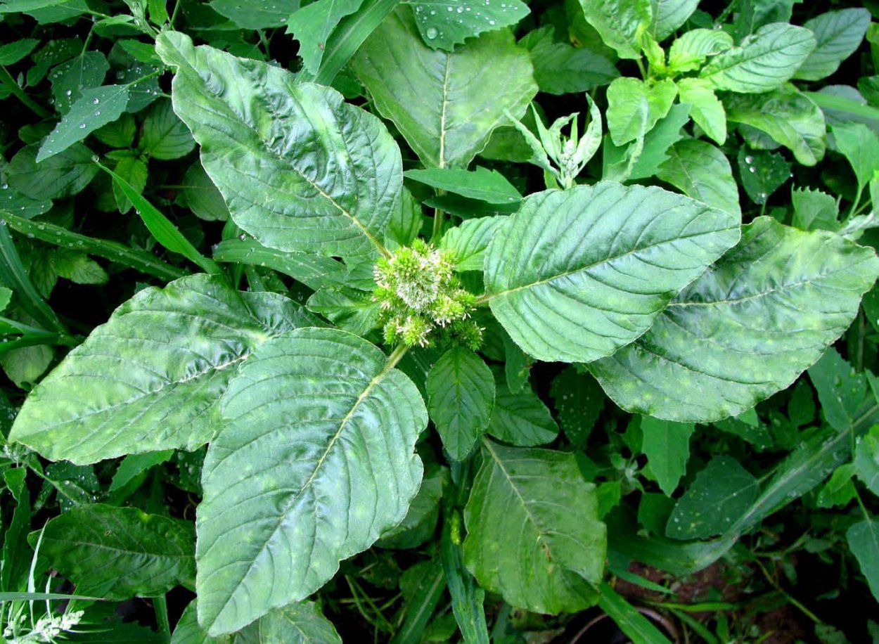 Щирица запрокинутая Amaranthus retroflexus