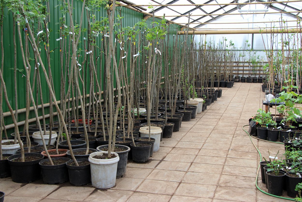 Рассада капусты