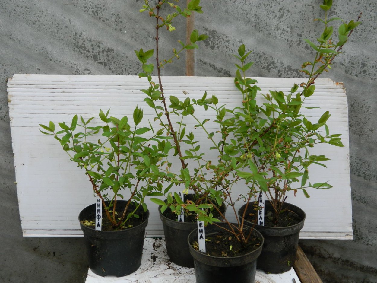 Саженцы цветов в Ашане