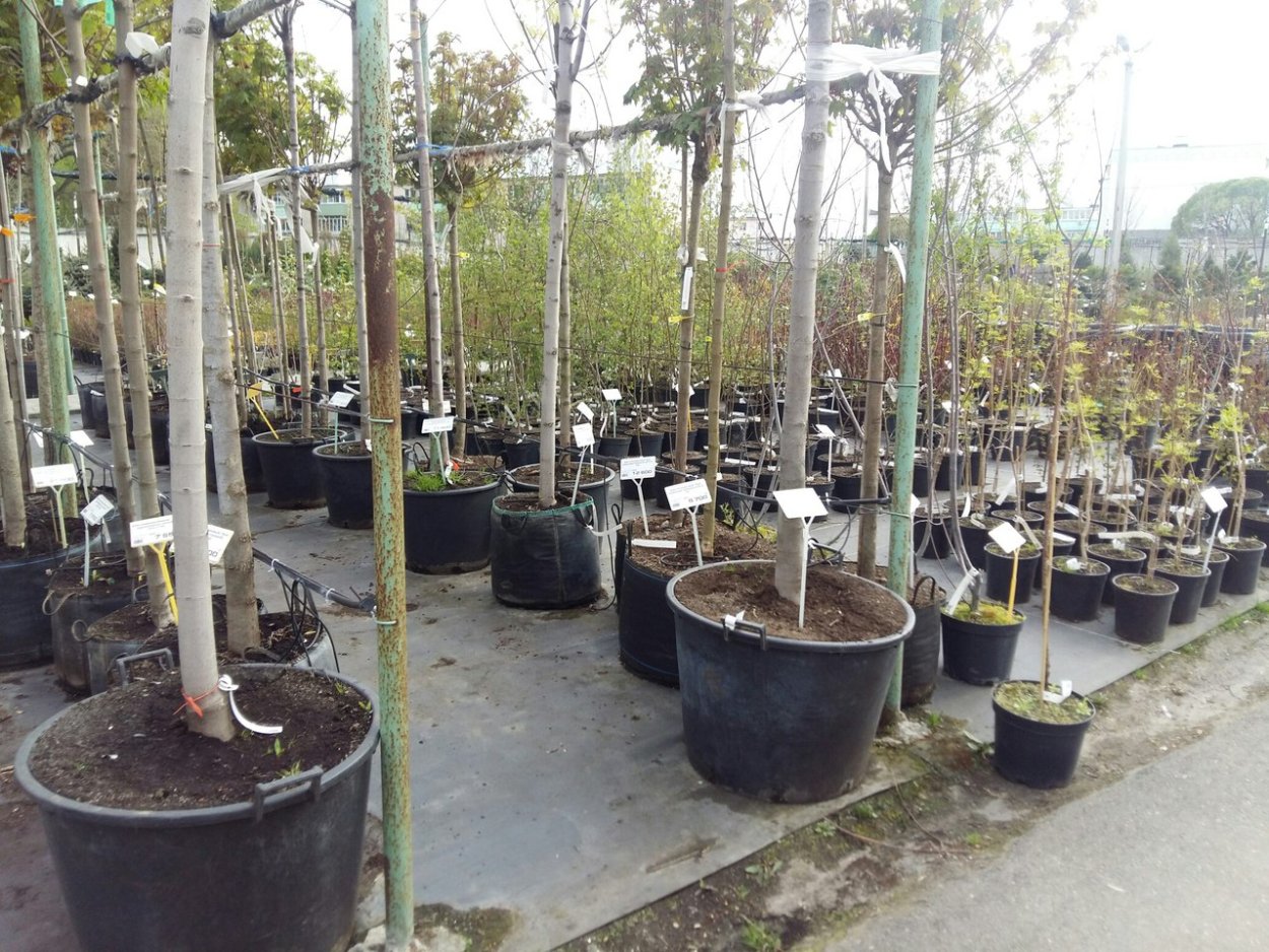 Горшочки для рассады