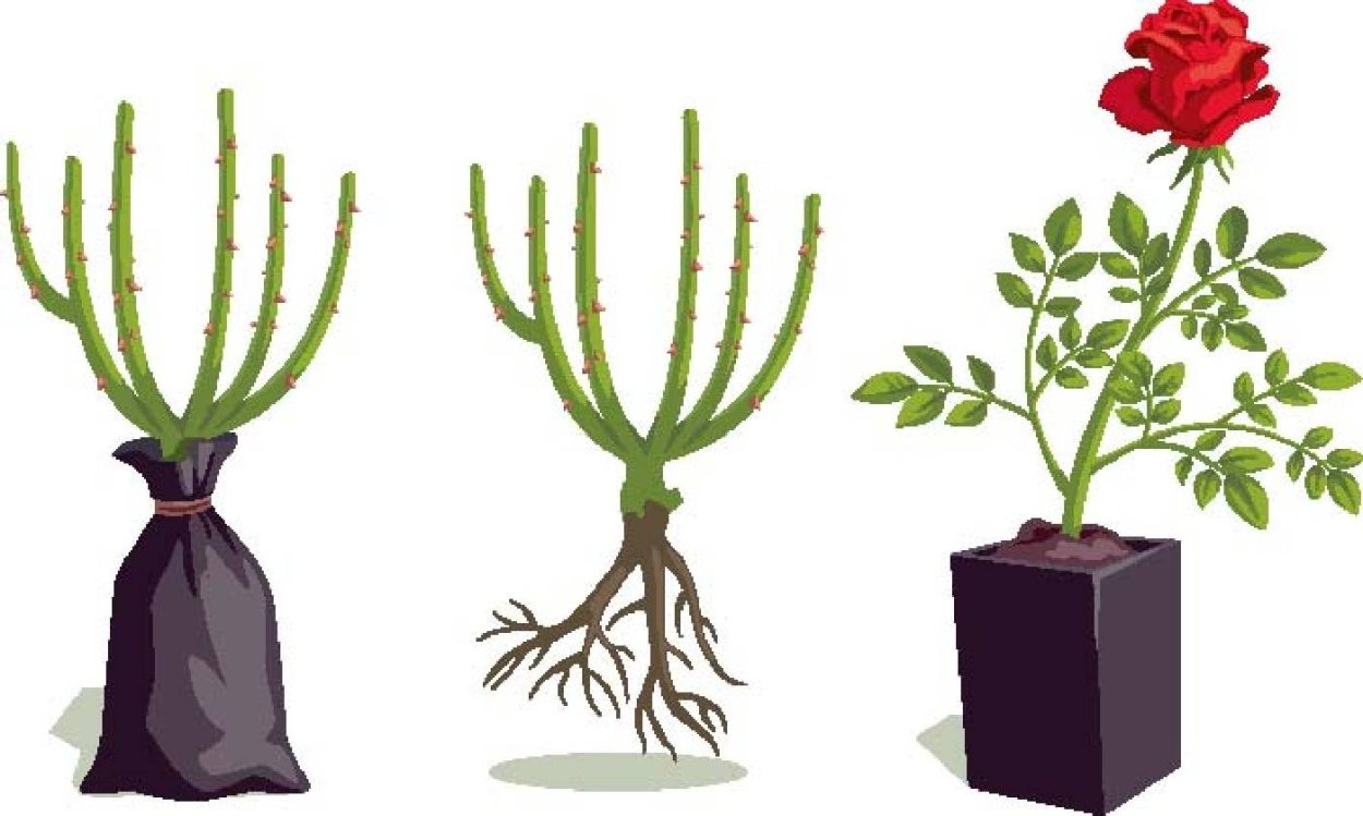 Питомник Клинцы зеленый сад