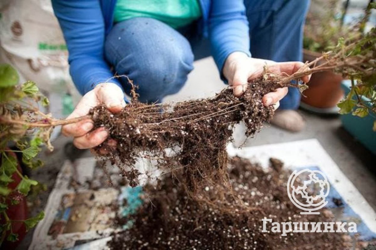 Сроки посадки деревьев и кустарников