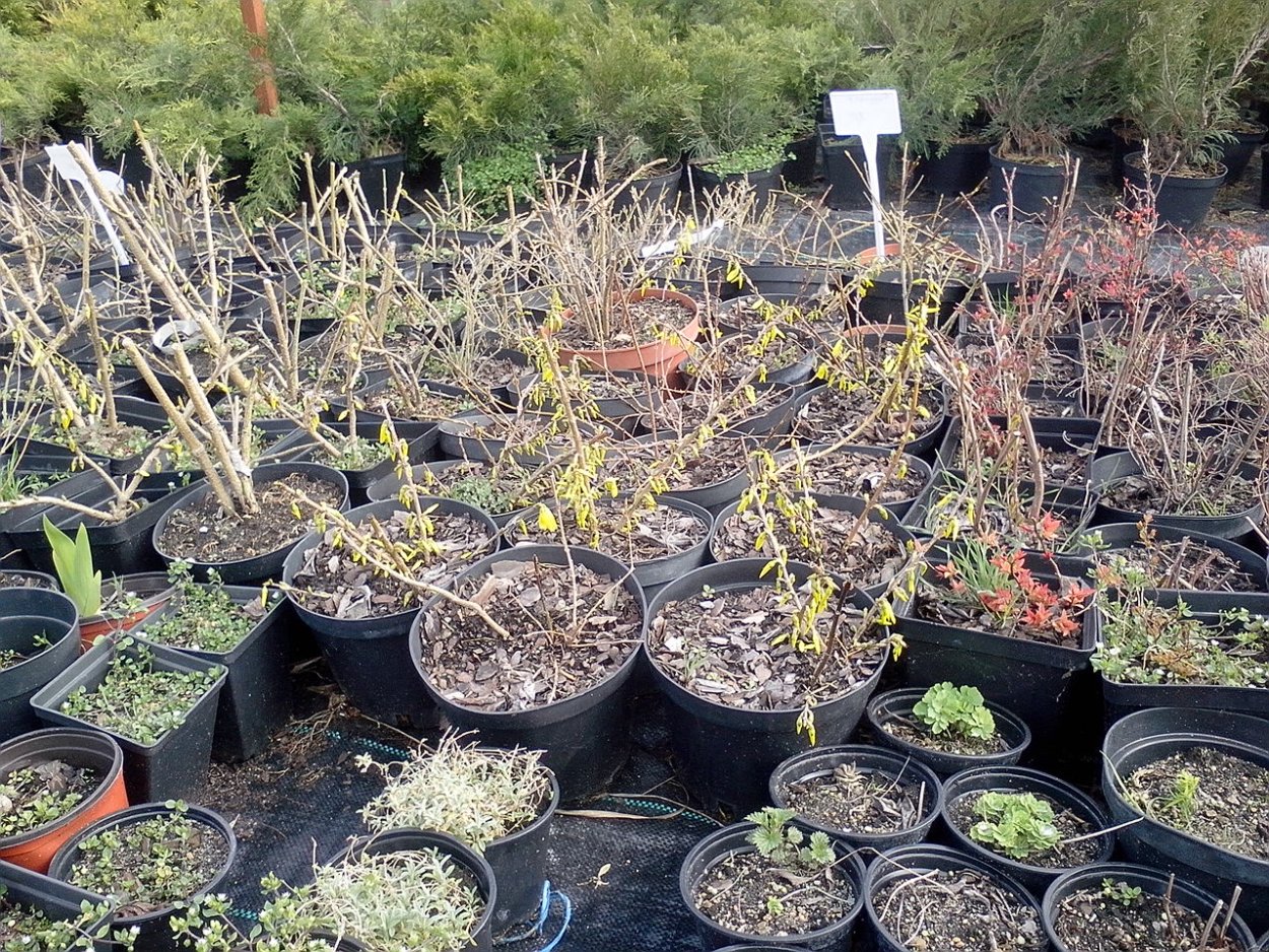 Лаванда узколистная корень