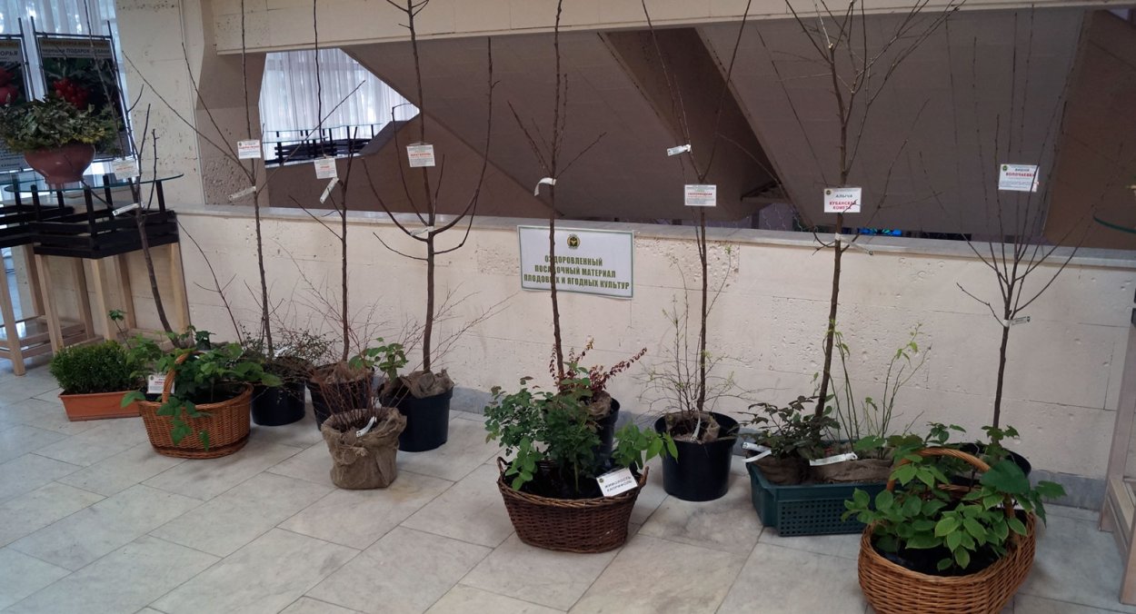 Горшок с цветами силуэт