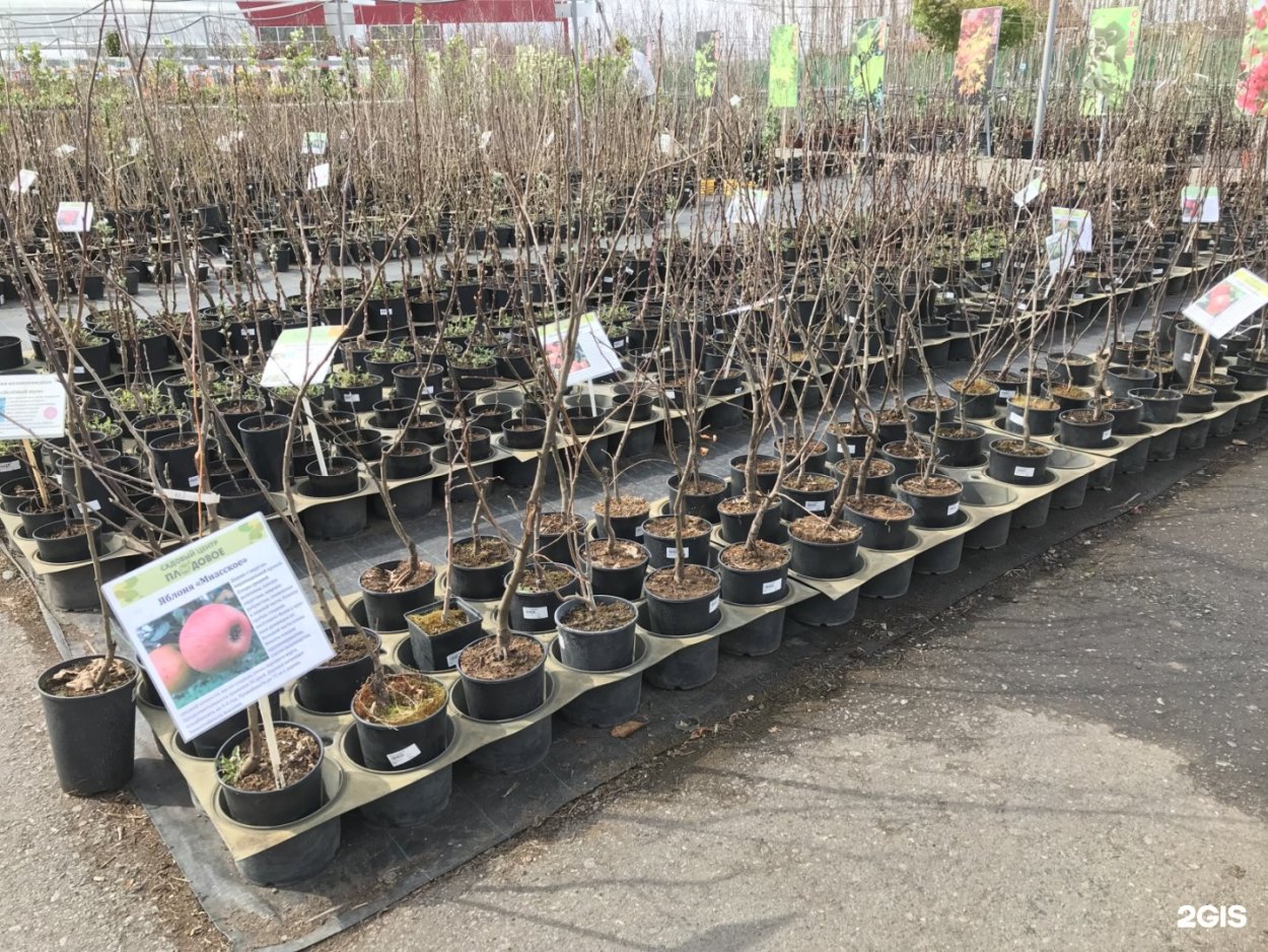 Колоновидные и Карликовые плодовые деревья