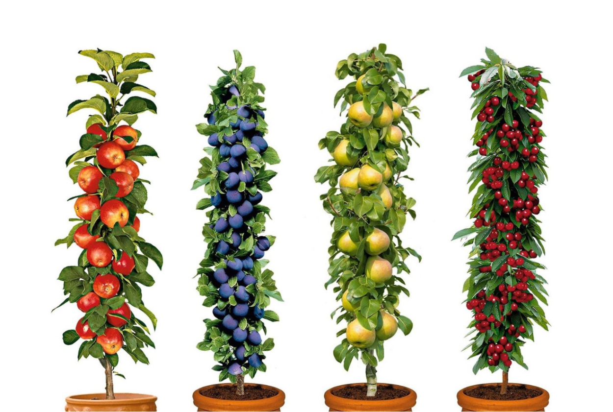 Саженцы клематиса КОЛОРЛАЙН р9