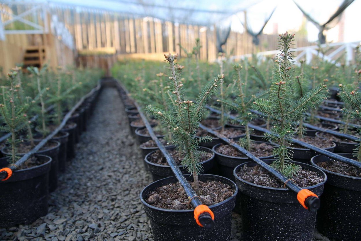 Торфяной горшок для рассады