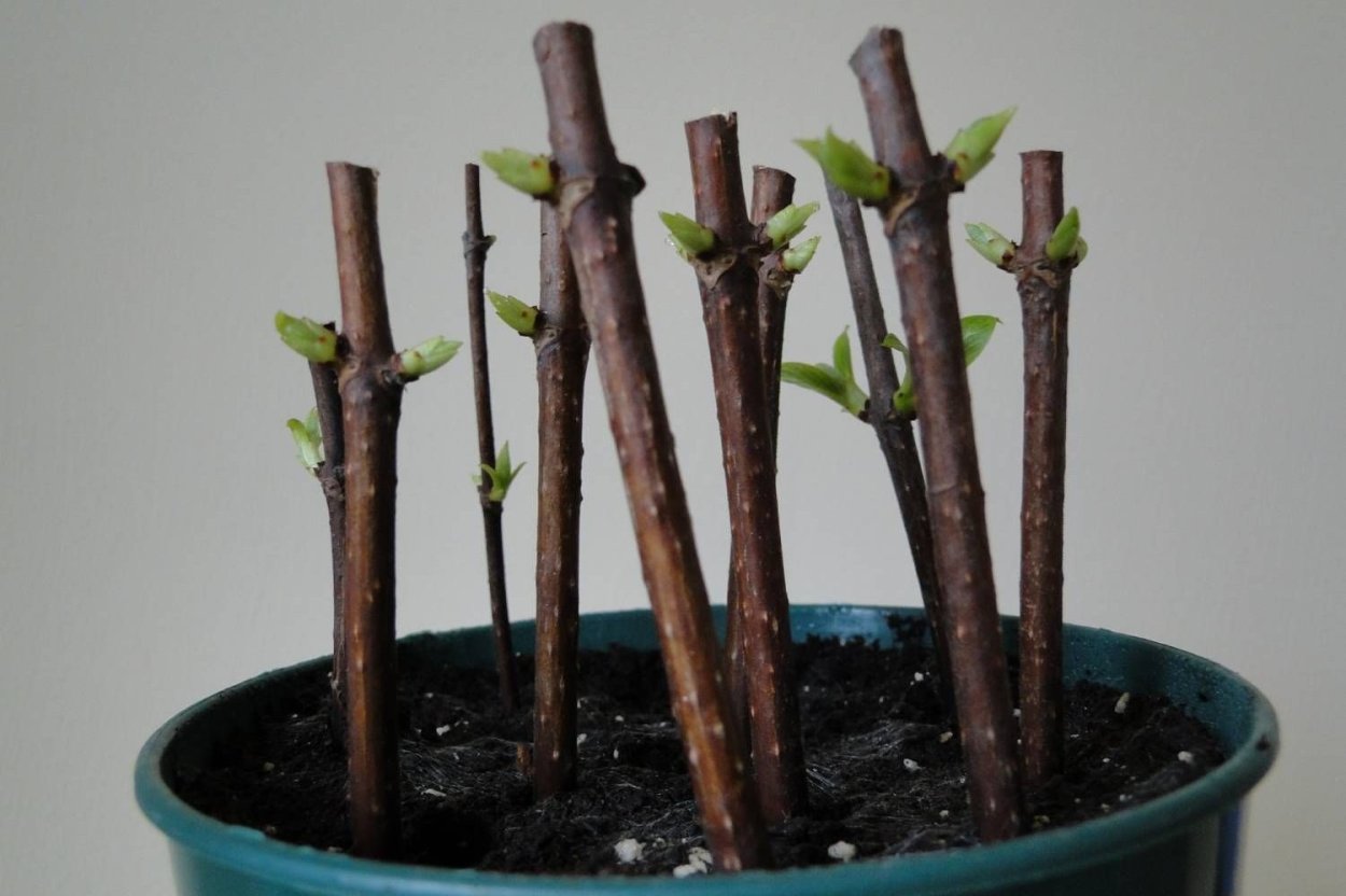 Садовый центр елы-палы Подстепки