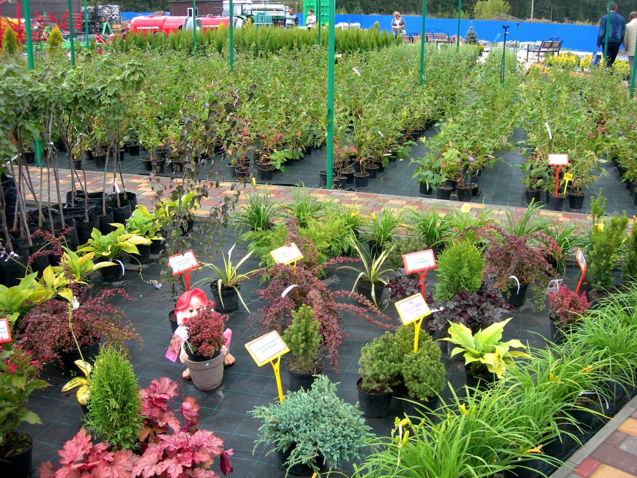 Саженец яблони в горшке