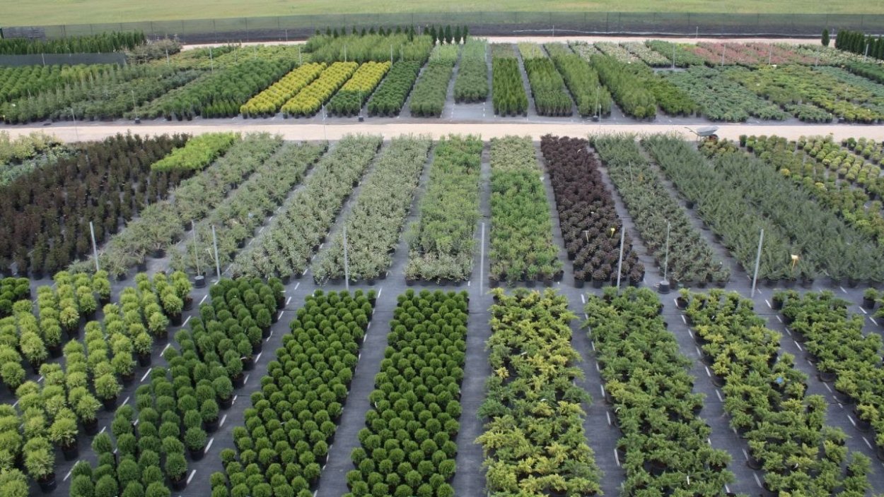 Росток стилизация