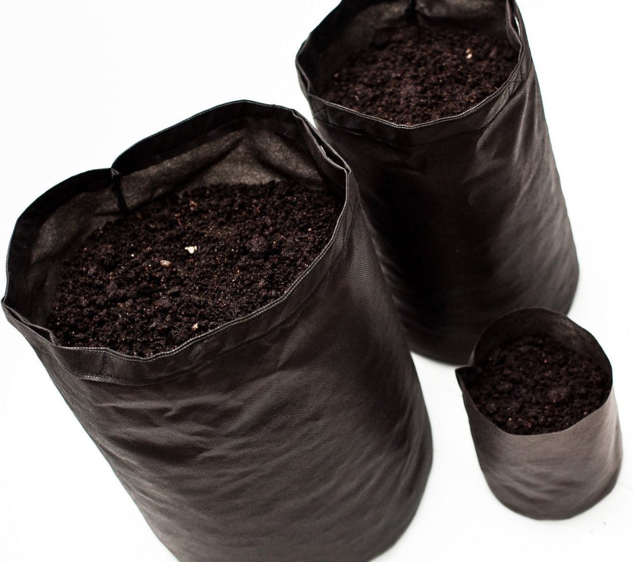 Корневая шейка у гортензии метельчатой