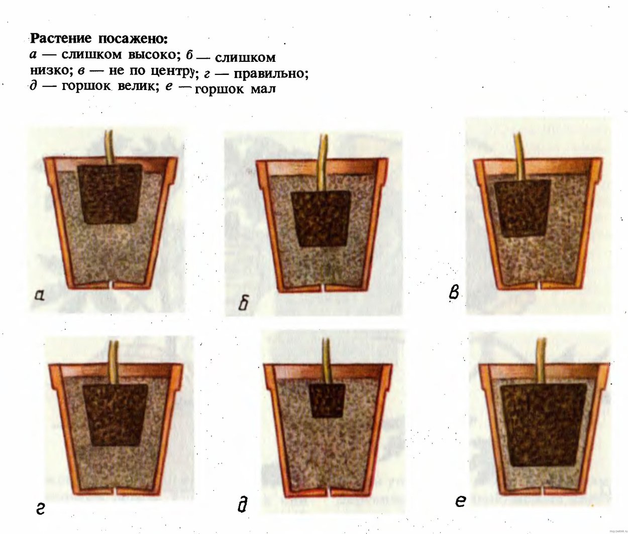 Питомник растений в Площево