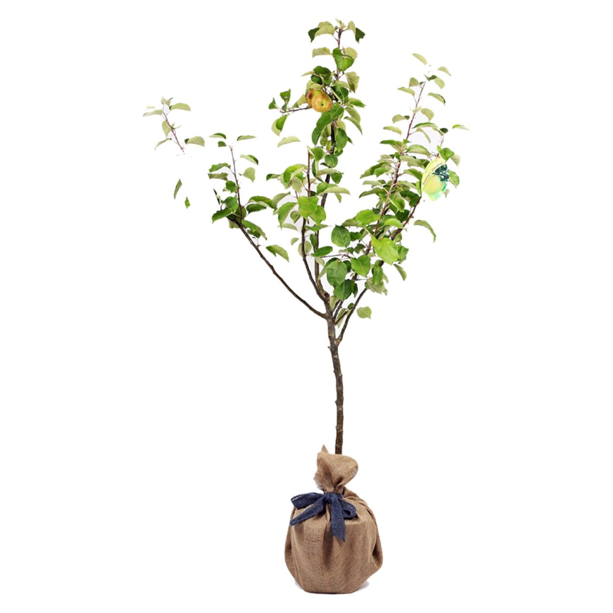 Корни растений в почве