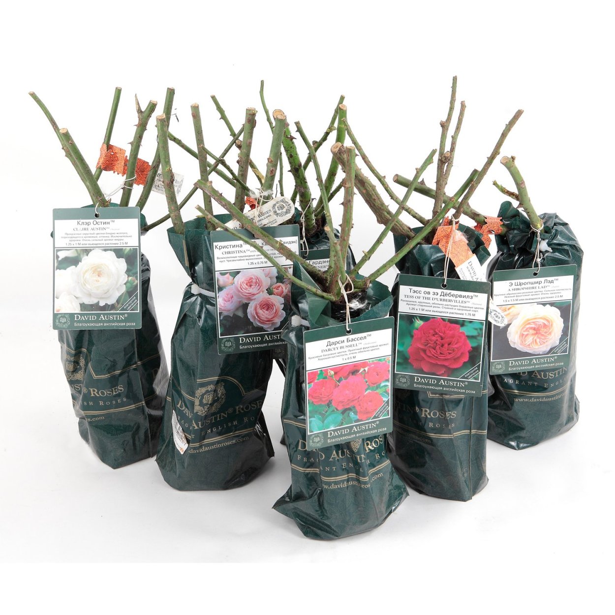 Огород Москва народ магазин саженцев в Косино