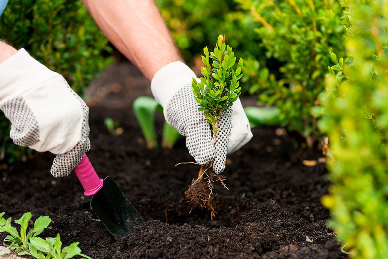 Проросток с корешком