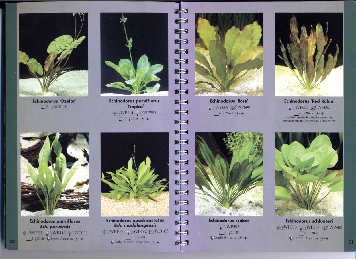 Аквариумные растения названия