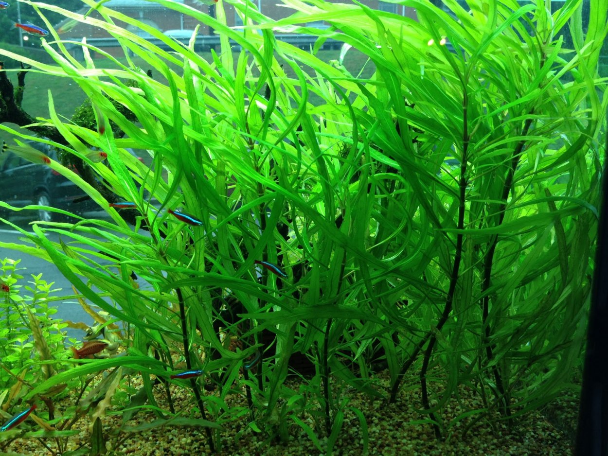 Гигрофила иволистная аквариумное