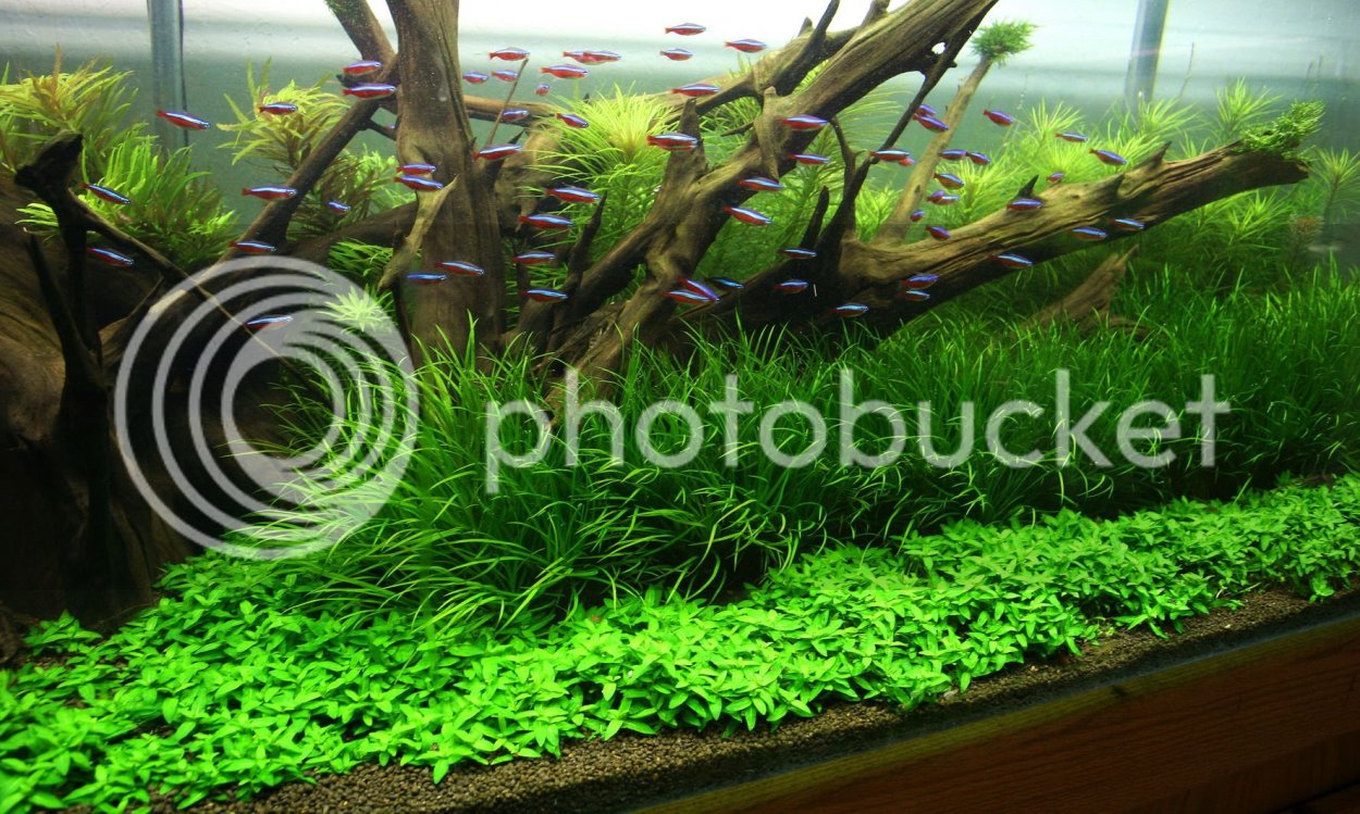 Бликса японская в нано аквариуме