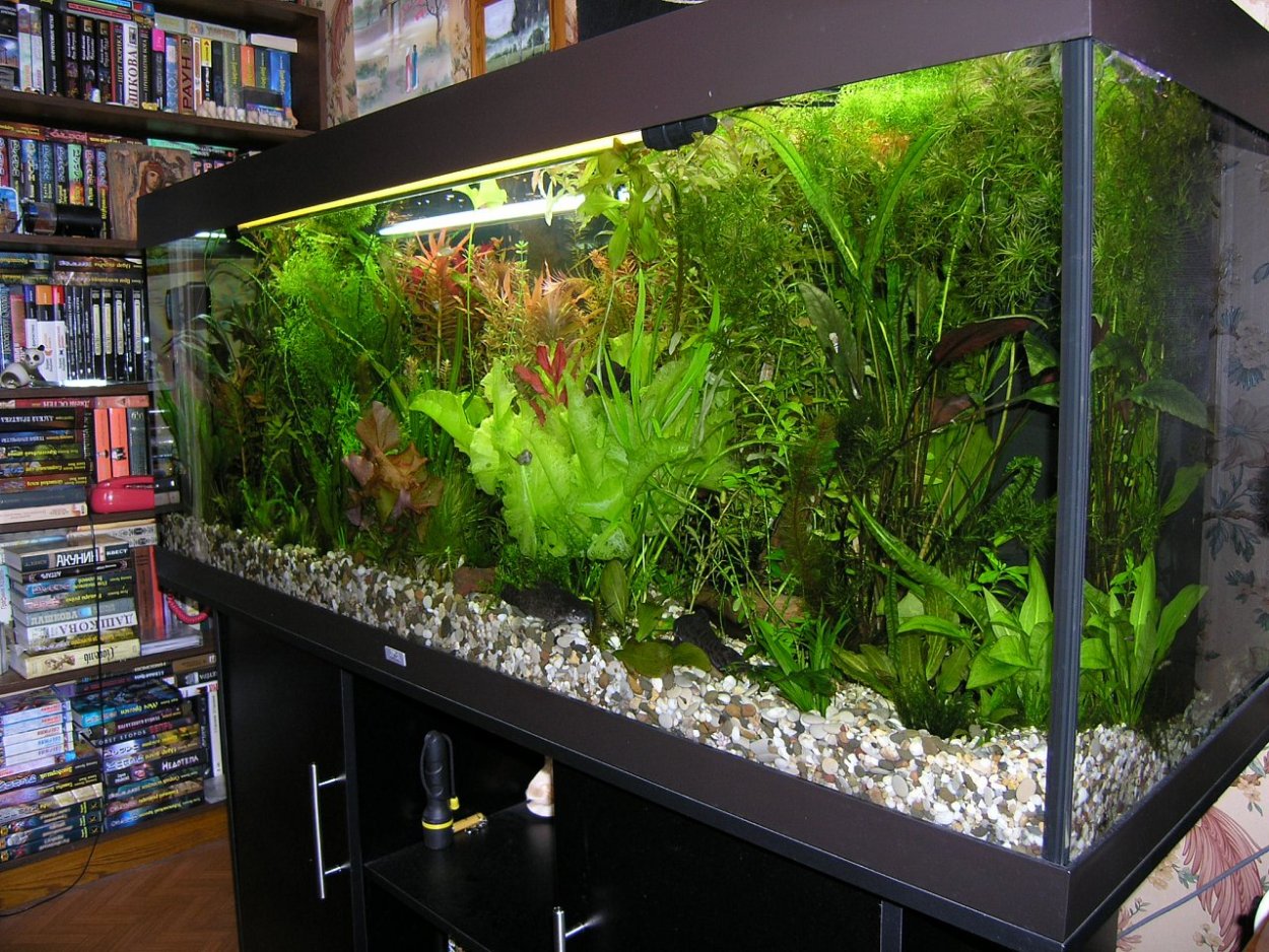Непривередливые аквариумные растения