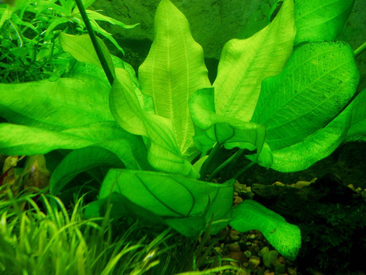 Эхинодорус Афцели