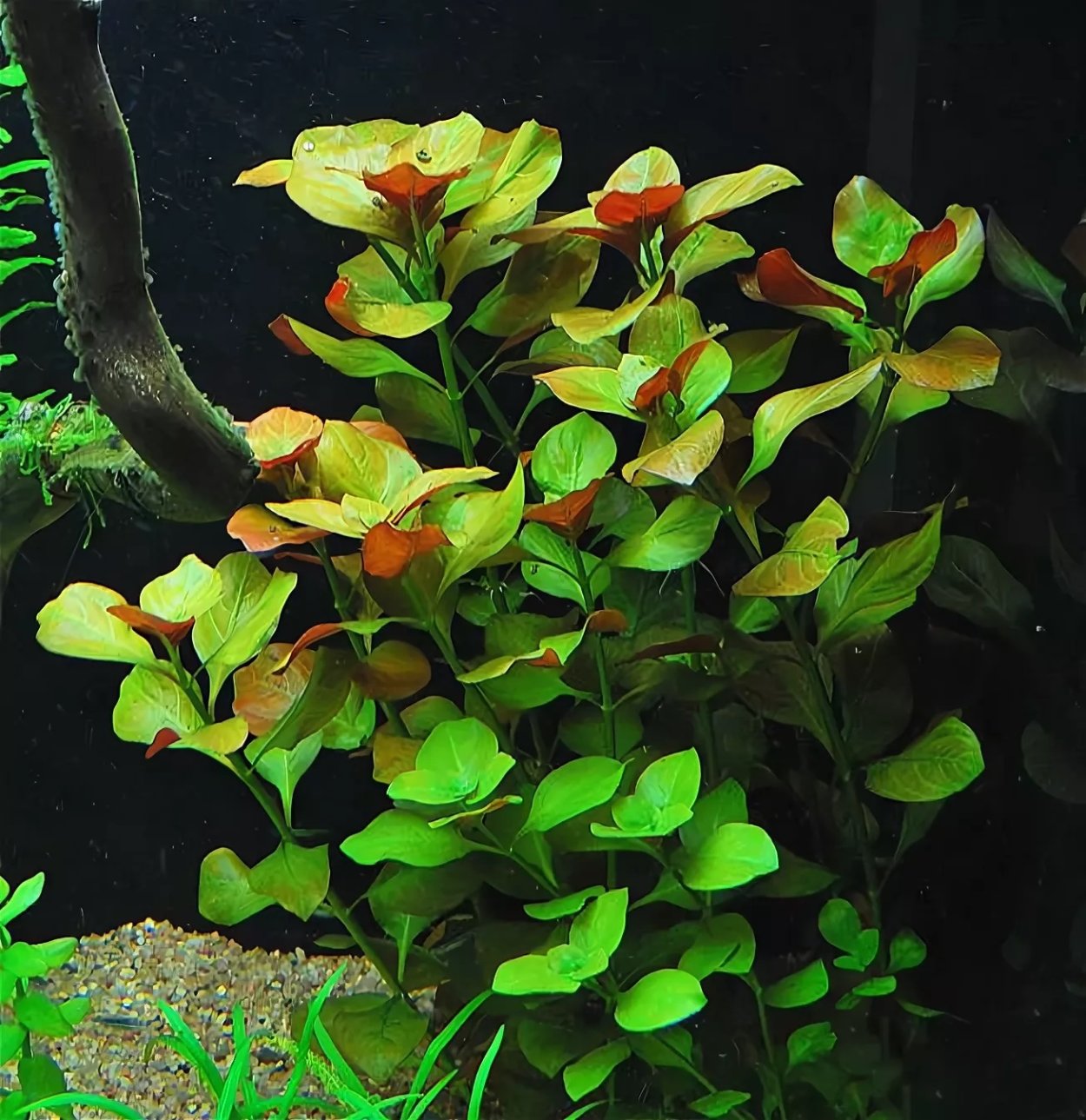 Людвигия ползучая (палюстрис)