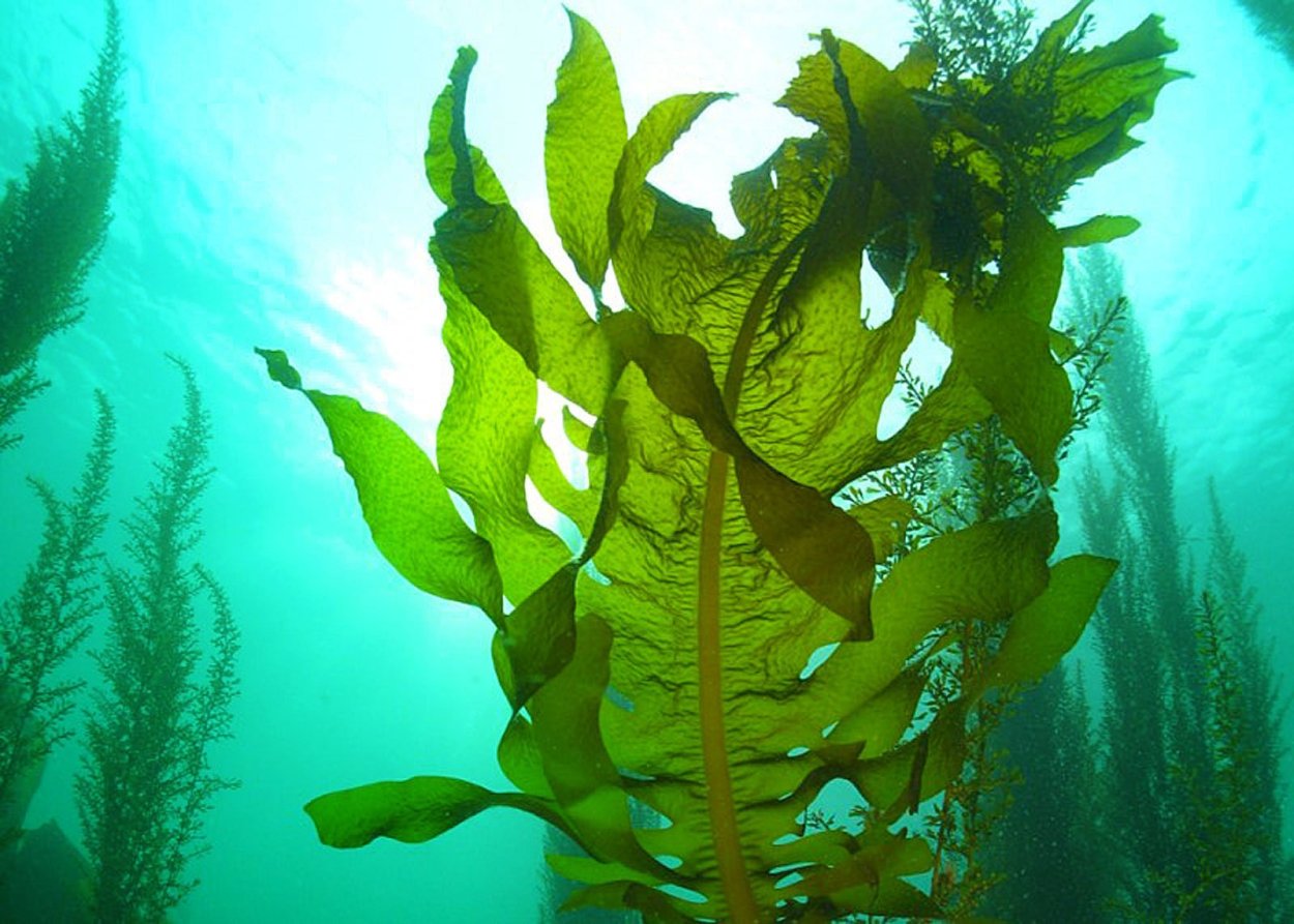 Териберка морские Ежи