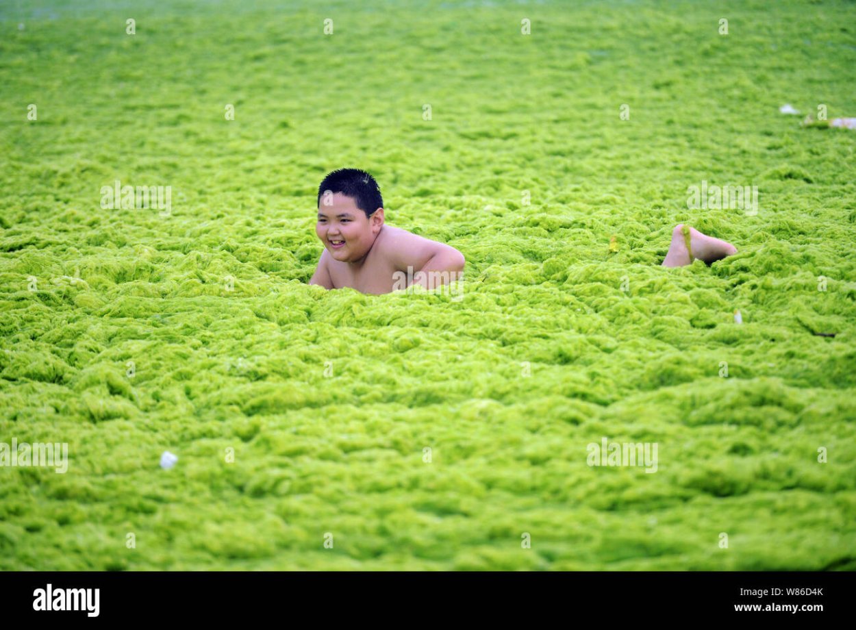 Микроводоросли хлорелла