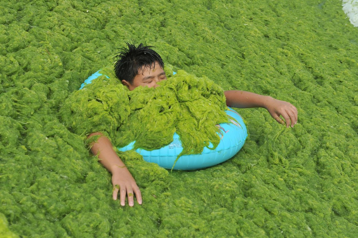 Актиния водоросль