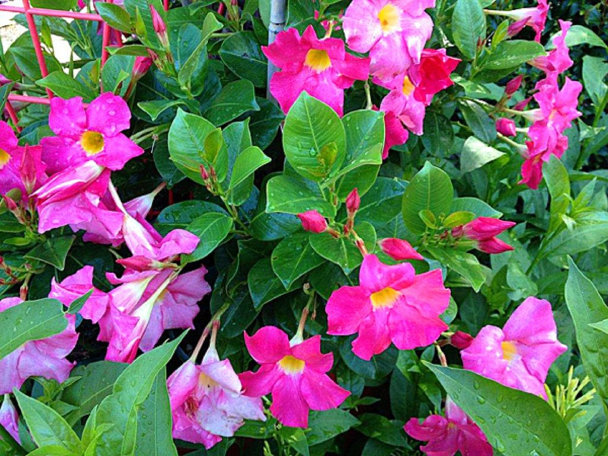 Дипладения Сандера