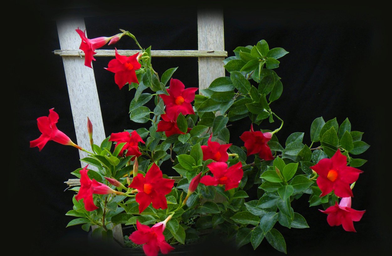 Дипладения цветок