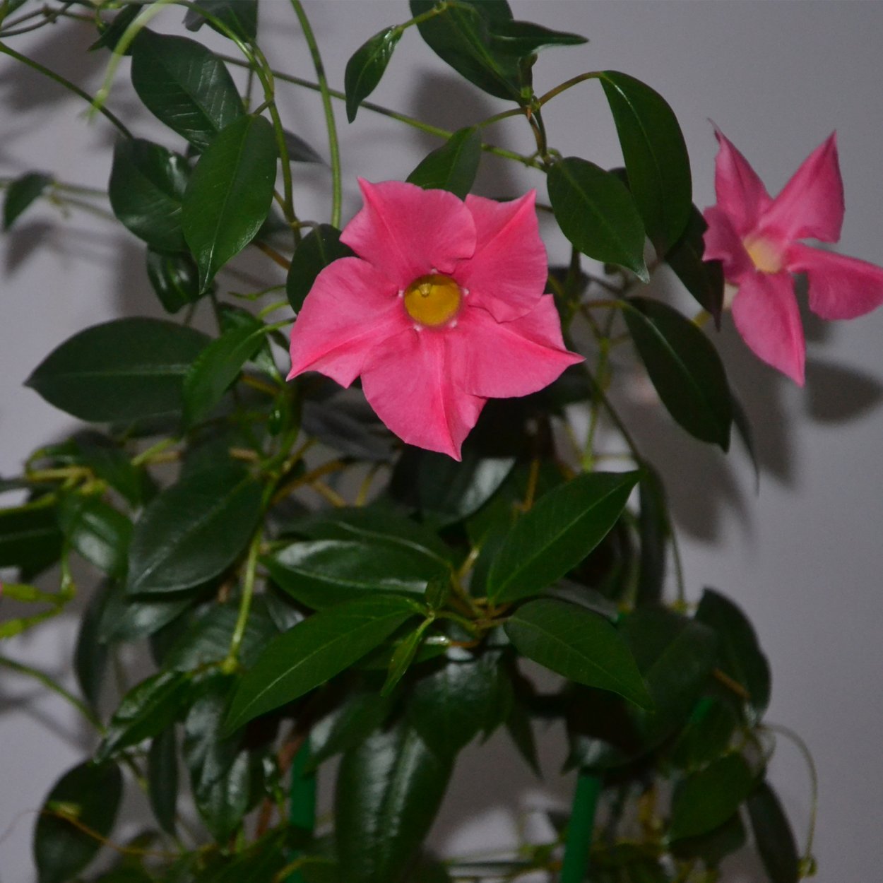 Цветок Лиана дипладения