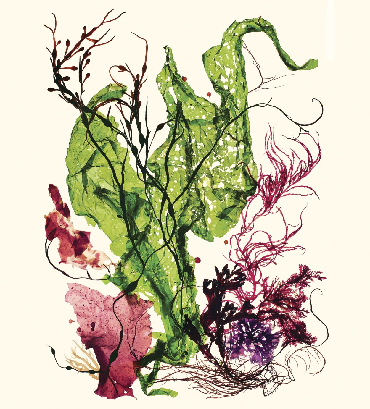 Девушка в водорослях