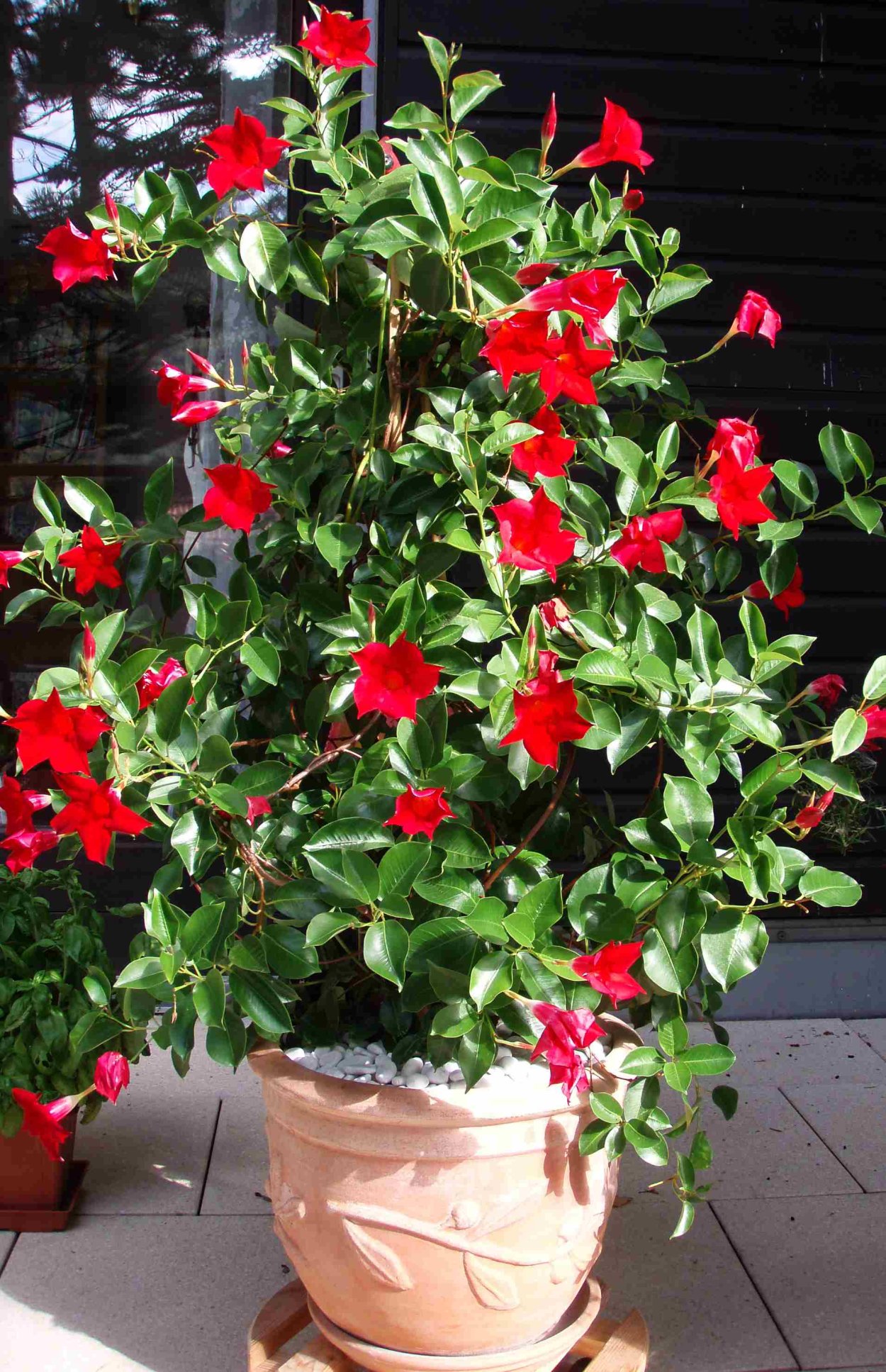 Цветок дипладения Буш