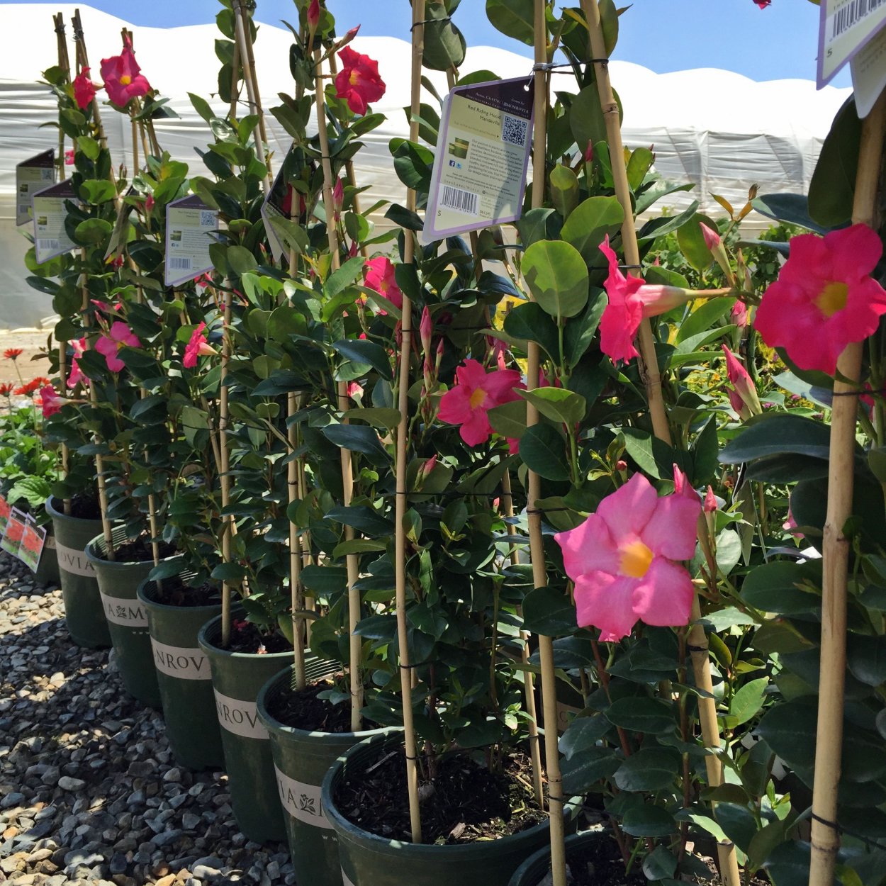 Дипладения бордовая