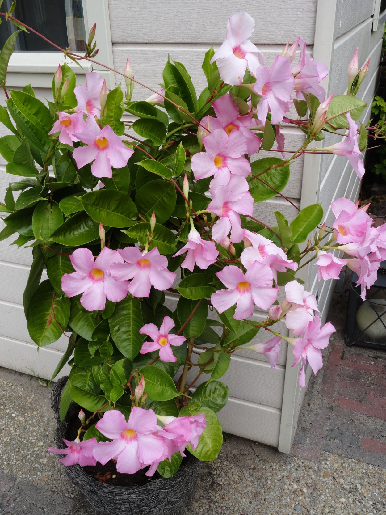 Дипладения Сандера