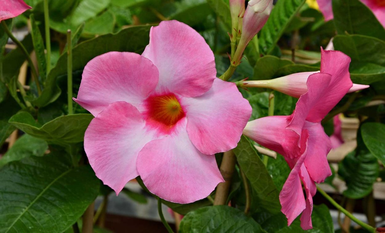 Фото мандевилы Madank Red