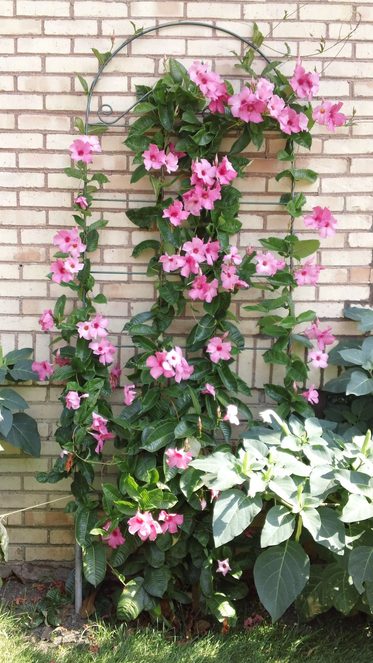 Дипладения мандевилла розовая