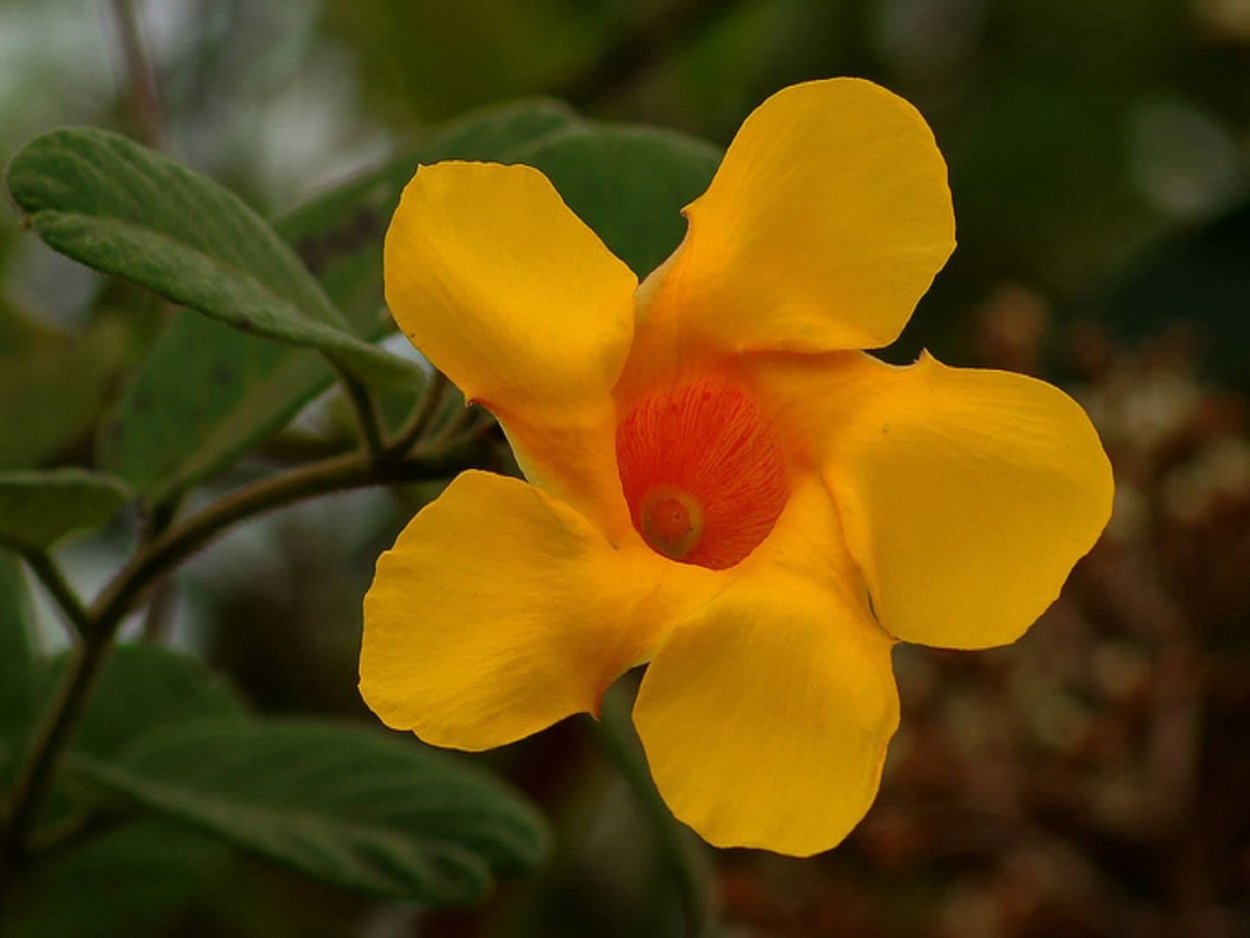 Дипладения цветок