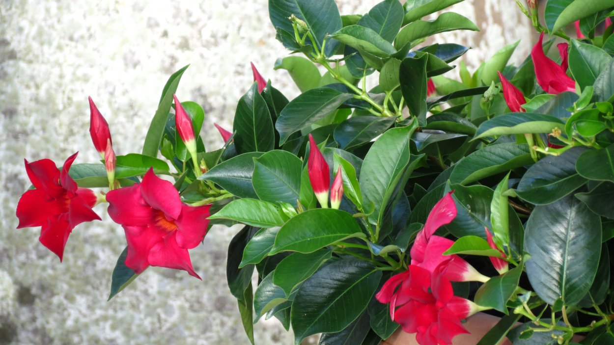 Дипладения бордо