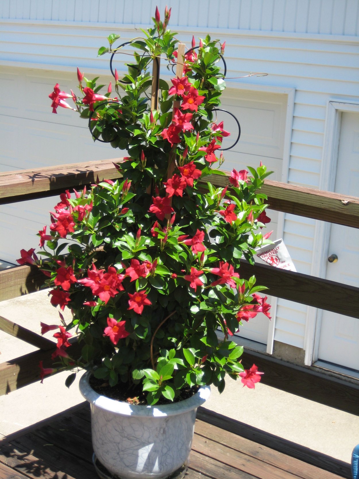 Дипладения мандевилла