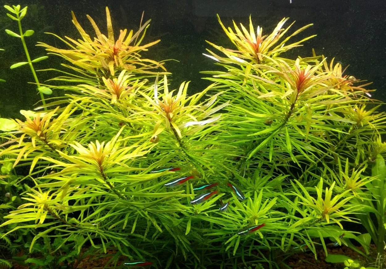 Людвигия Кубинская Ludwigia
