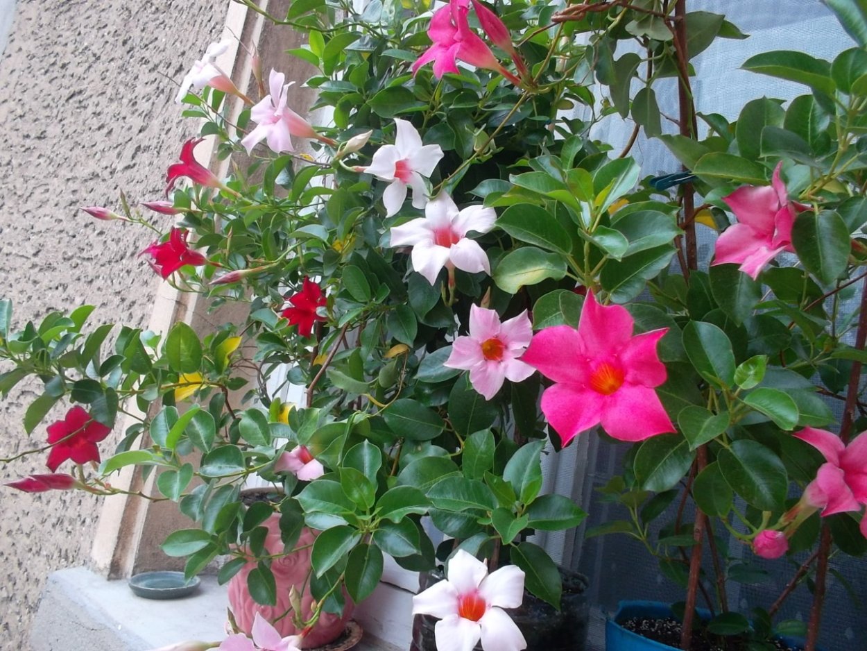 Цветок Лиана дипладения