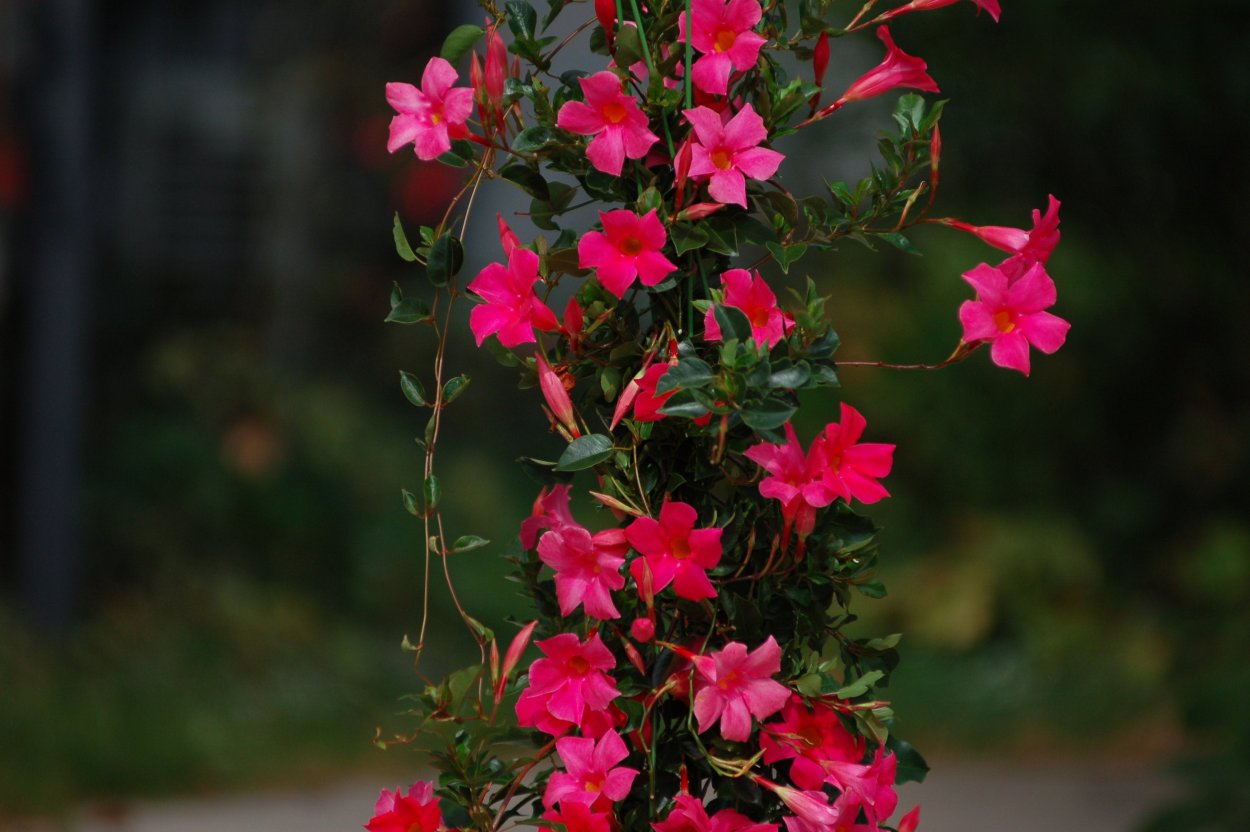 Мандевилла Сандера