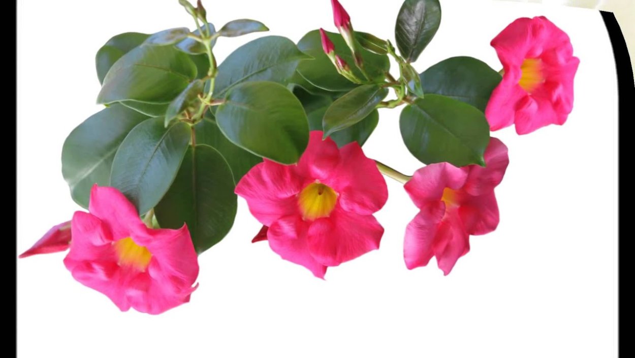 Дипладения цветок рисунок